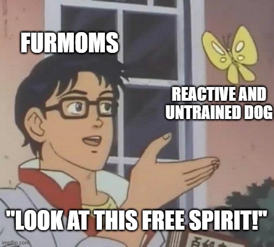 Is This A Pigeon Meme | FURMOMS; REACTIVE AND UNTRAINED DOG; "LOOK AT THIS FREE SPIRIT!" | image tagged in memes,is this a pigeon | made w/ Imgflip meme maker