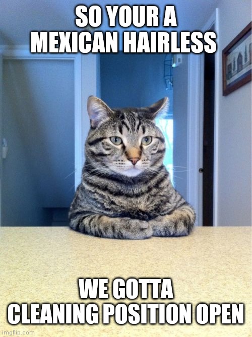 Take A Seat Cat | SO YOUR A MEXICAN HAIRLESS; WE GOTTA CLEANING POSITION OPEN | image tagged in memes,take a seat cat | made w/ Imgflip meme maker