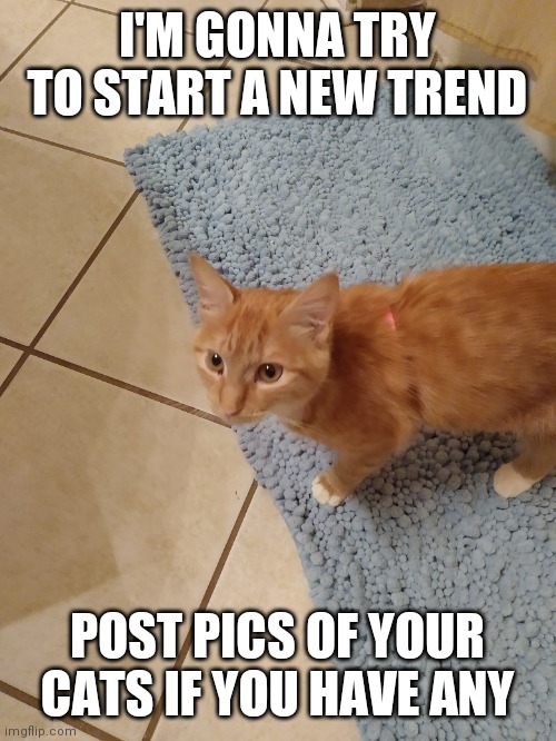 Idk | I'M GONNA TRY TO START A NEW TREND; POST PICS OF YOUR CATS IF YOU HAVE ANY | made w/ Imgflip meme maker