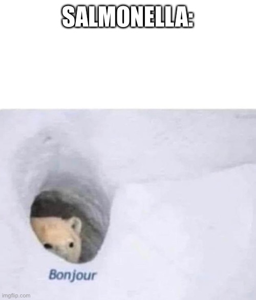 Bonjour | SALMONELLA: | image tagged in bonjour | made w/ Imgflip meme maker