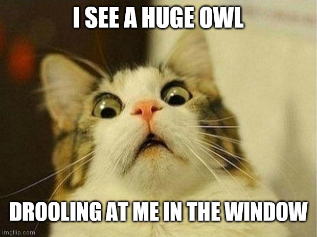 Scared Cat Meme | I SEE A HUGE OWL; DROOLING AT ME IN THE WINDOW | image tagged in memes,scared cat | made w/ Imgflip meme maker