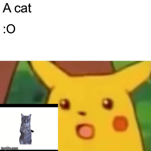 Is that a cat! | A cat; :O | image tagged in memes,surprised pikachu | made w/ Imgflip meme maker