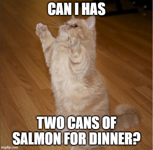 Can I Has - Cat standing | CAN I HAS; TWO CANS OF SALMON FOR DINNER? | image tagged in can i has - cat standing,memes,cats,meme,funny,cat memes | made w/ Imgflip meme maker