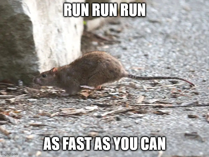 running rat | RUN RUN RUN; AS FAST AS YOU CAN | image tagged in running rat,rat,memes | made w/ Imgflip meme maker