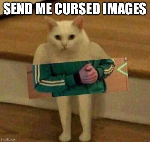 cursedcat | SEND ME CURSED IMAGES | image tagged in cursedcat | made w/ Imgflip meme maker