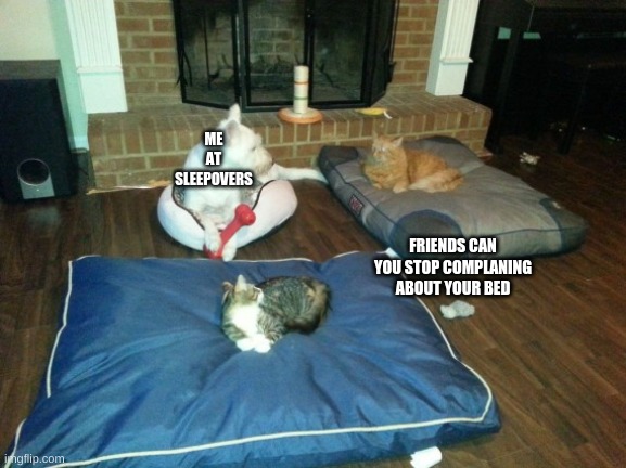 SCREW YOU DOG | ME AT SLEEPOVERS; FRIENDS CAN YOU STOP COMPLANING ABOUT YOUR BED | image tagged in screw you dog | made w/ Imgflip meme maker