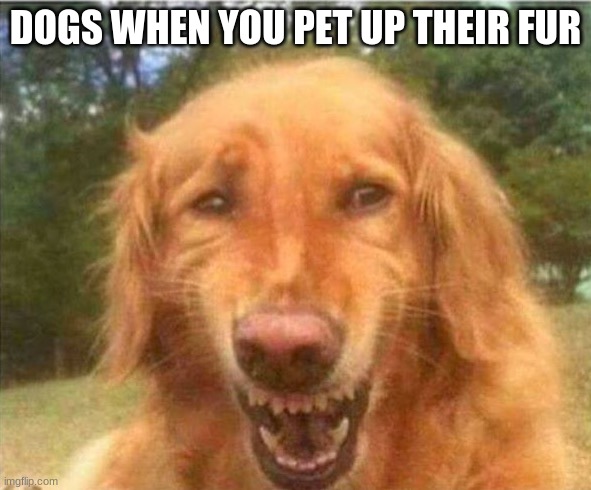 Dogs hate it | DOGS WHEN YOU PET UP THEIR FUR | image tagged in uncomfortable,dogs | made w/ Imgflip meme maker