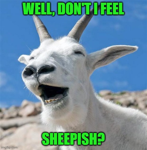 Laughing Goat Meme | WELL, DON'T I FEEL SHEEPISH? | image tagged in memes,laughing goat | made w/ Imgflip meme maker