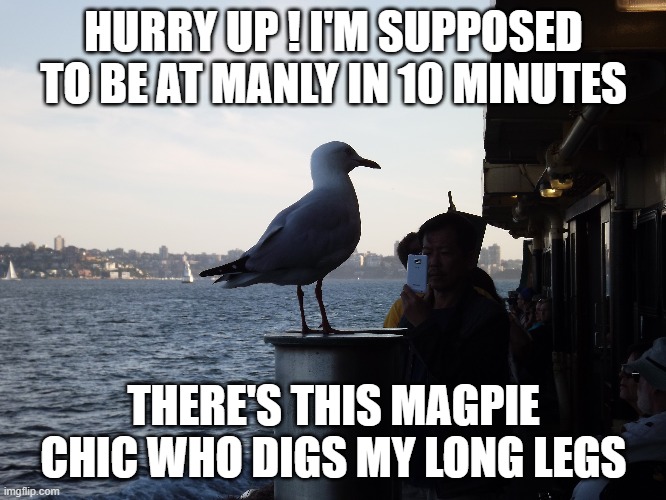 SEAGULL ON A FERRY, | HURRY UP ! I'M SUPPOSED TO BE AT MANLY IN 10 MINUTES; THERE'S THIS MAGPIE CHIC WHO DIGS MY LONG LEGS | image tagged in seagull,ferry | made w/ Imgflip meme maker
