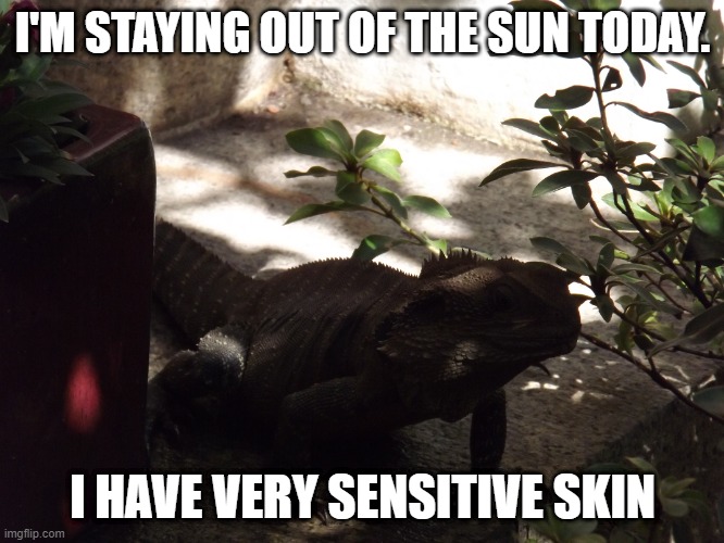 LIZARD IN THE SHADE | I'M STAYING OUT OF THE SUN TODAY. I HAVE VERY SENSITIVE SKIN | image tagged in lizard,shady corner | made w/ Imgflip meme maker