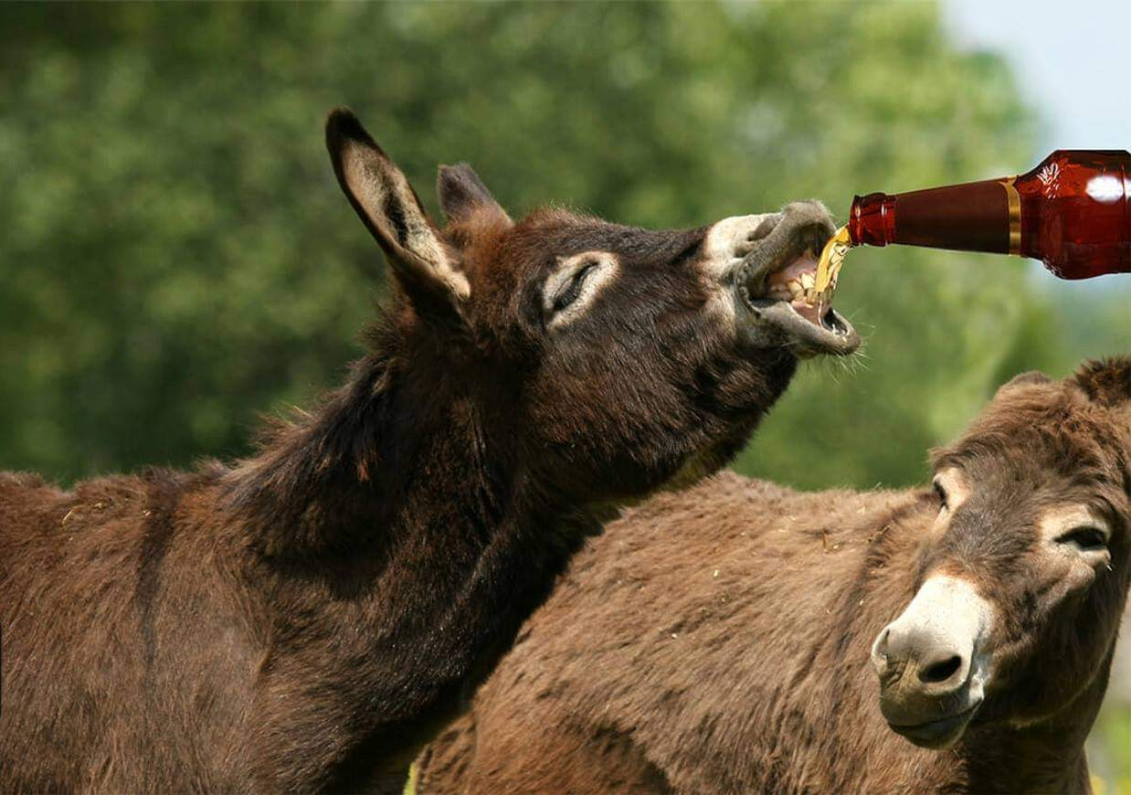 Drunk donkey Blank Meme Template