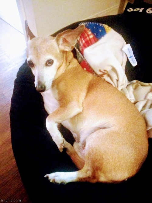 Act'n cute all day ain't easy; need my naps | made w/ Imgflip meme maker