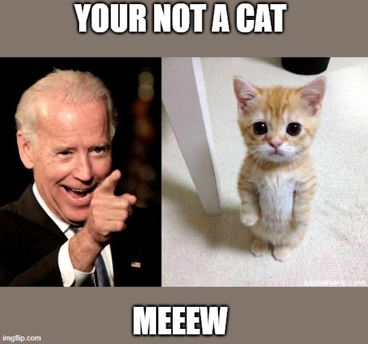 BIDEN | YOUR NOT A CAT; MEEEW | image tagged in cute cat | made w/ Imgflip meme maker