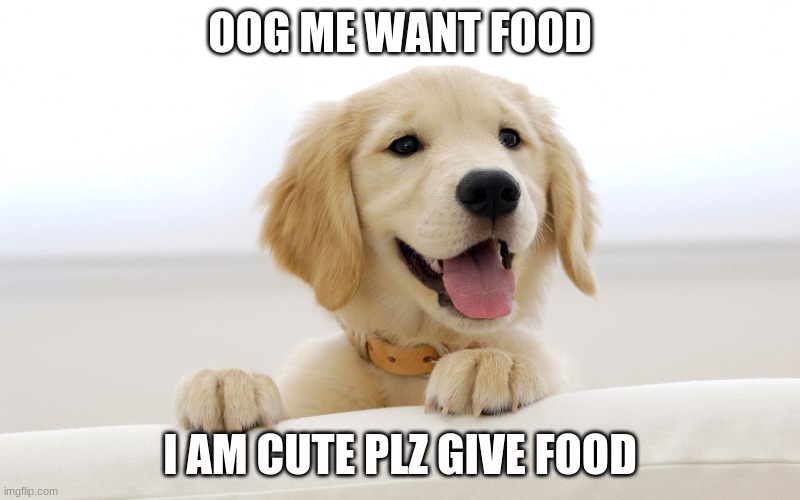 Cute dog idiot | OOG ME WANT FOOD; I AM CUTE PLZ GIVE FOOD | image tagged in cute dog idiot | made w/ Imgflip meme maker