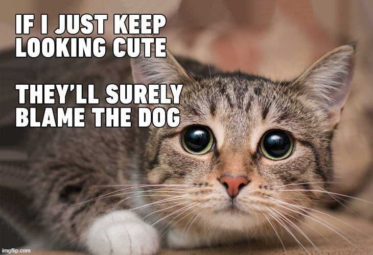 image tagged in cute cats | made w/ Imgflip meme maker