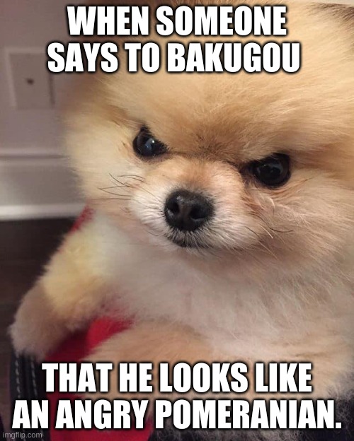 Angry Pomeranian |  WHEN SOMEONE SAYS TO BAKUGOU; THAT HE LOOKS LIKE AN ANGRY POMERANIAN. | image tagged in angry pomeranian | made w/ Imgflip meme maker