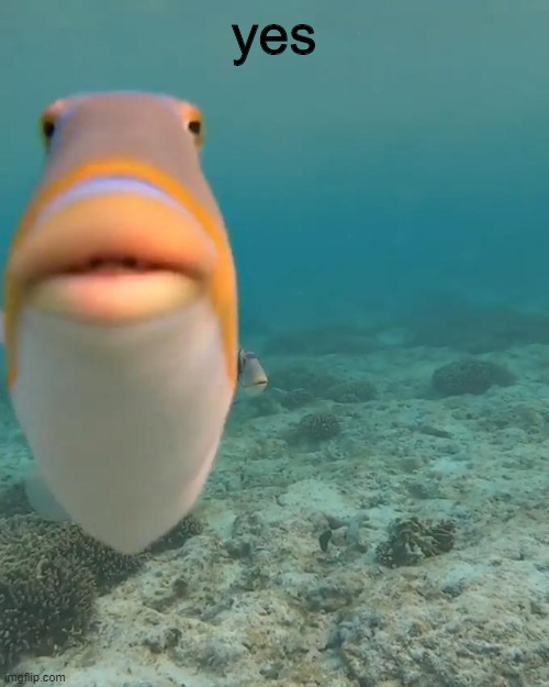 staring fish | yes | image tagged in staring fish | made w/ Imgflip meme maker