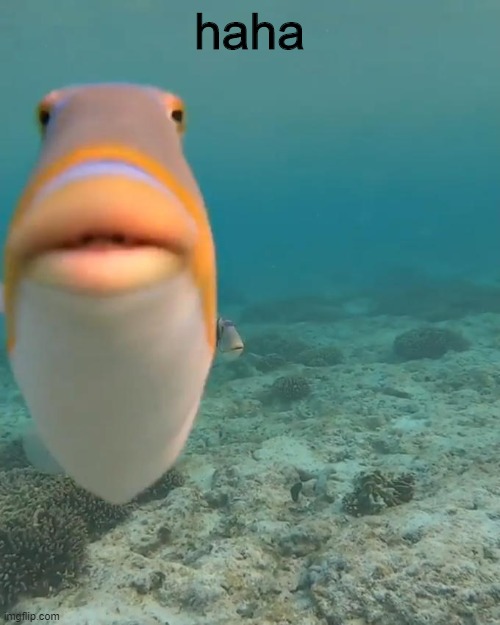 staring fish | haha | image tagged in staring fish | made w/ Imgflip meme maker