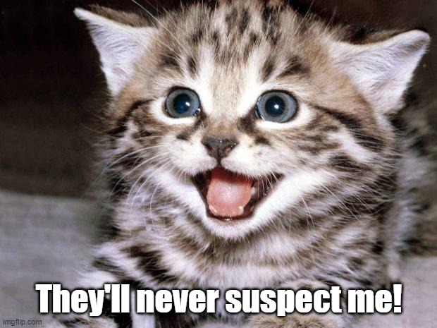 Cute Kitten Hopes | They'll never suspect me! | image tagged in cute kitten hopes | made w/ Imgflip meme maker