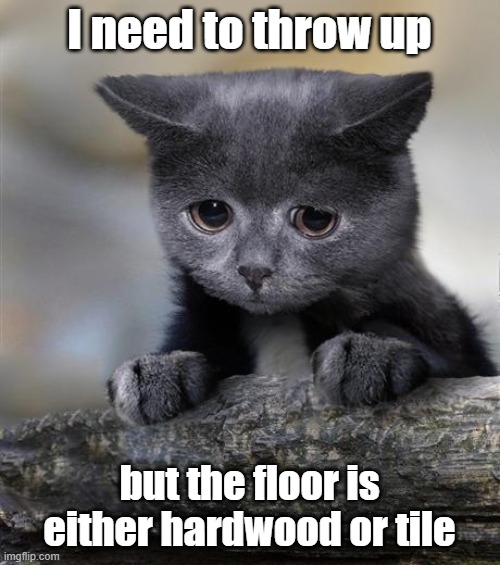 Confession Cat | I need to throw up but the floor is either hardwood or tile | image tagged in confession cat | made w/ Imgflip meme maker