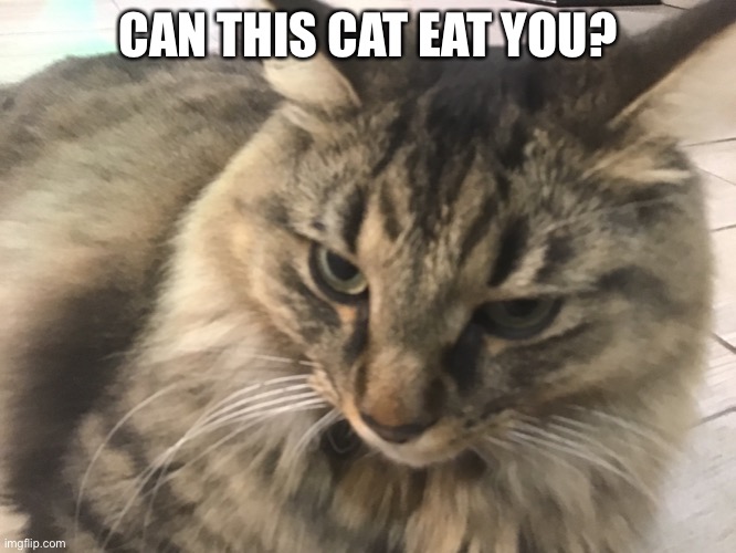 Nom nom nom | CAN THIS CAT EAT YOU? | image tagged in cat | made w/ Imgflip meme maker