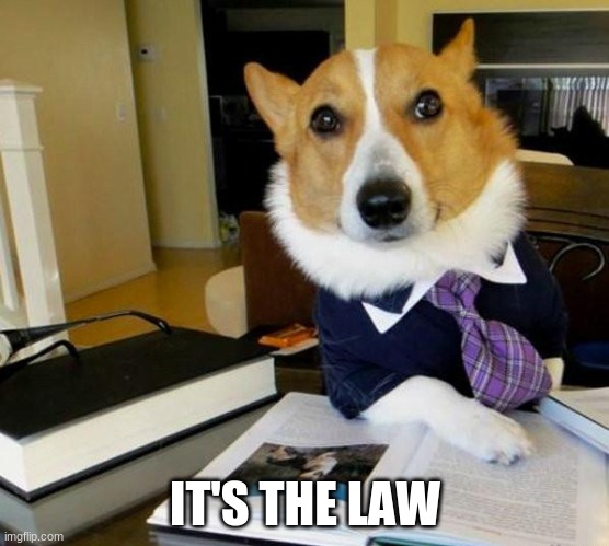 Lawyer Corgi Dog | IT'S THE LAW | image tagged in lawyer corgi dog | made w/ Imgflip meme maker