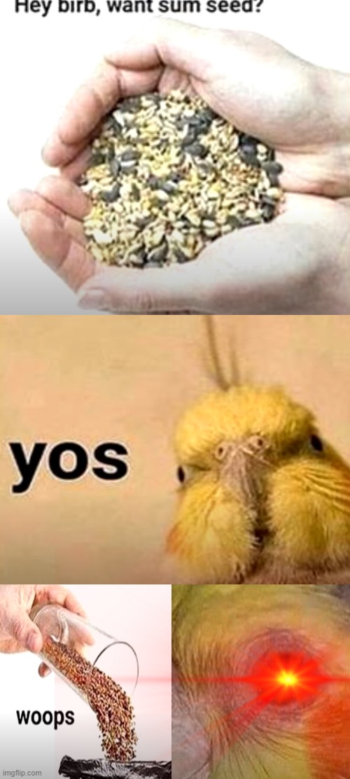 You dare take away my seeds, YOU MUST DIE!!! | image tagged in birb,funny meme,seeds | made w/ Imgflip meme maker