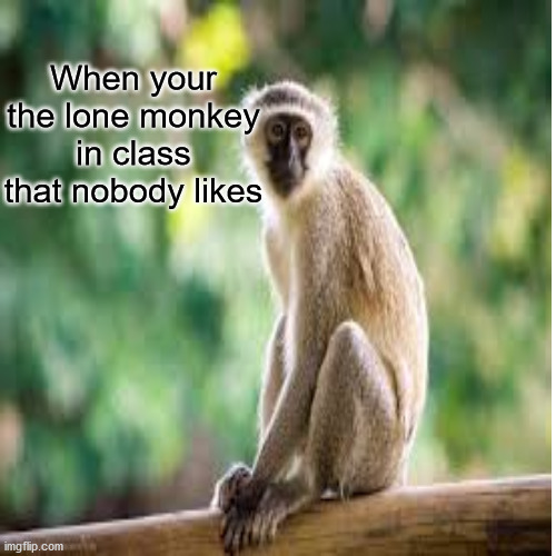Loser Monkey | When your the lone monkey in class that nobody likes | image tagged in monkey,alone | made w/ Imgflip meme maker
