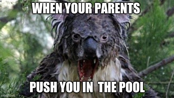 Angry Koala | WHEN YOUR PARENTS; PUSH YOU IN  THE POOL | image tagged in memes,angry koala | made w/ Imgflip meme maker