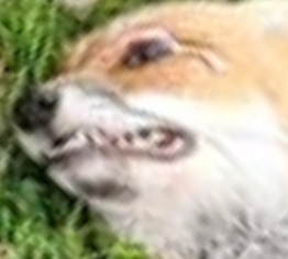 High Quality Yikes Fox Blank Meme Template