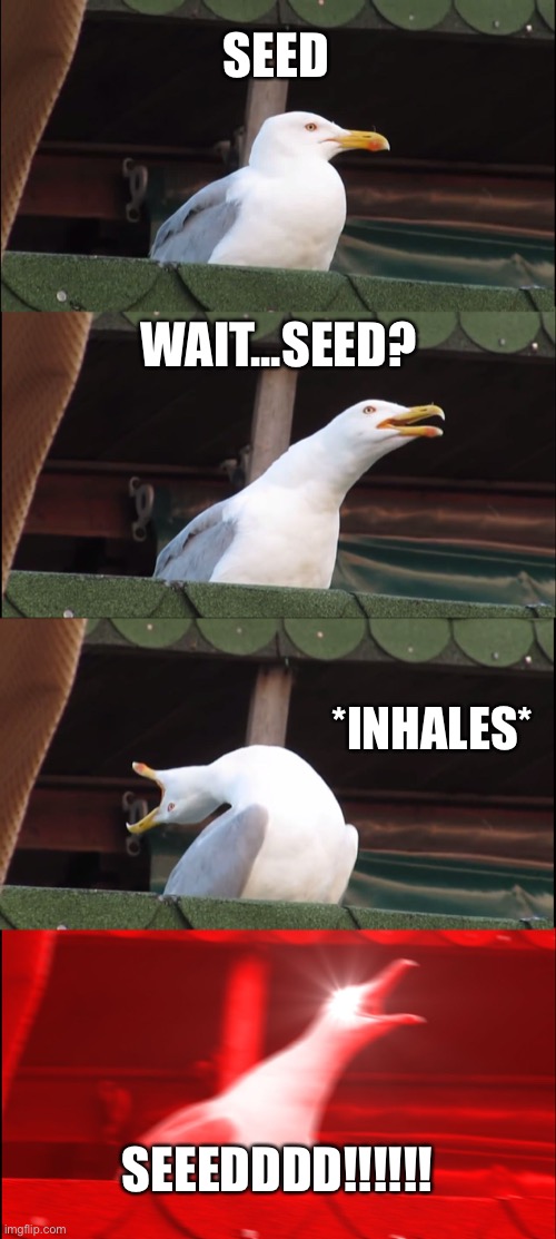 Seed? | SEED; WAIT...SEED? *INHALES*; SEEEDDDD!!!!!! | image tagged in memes,inhaling seagull,seagull,seagulls,seeds | made w/ Imgflip meme maker