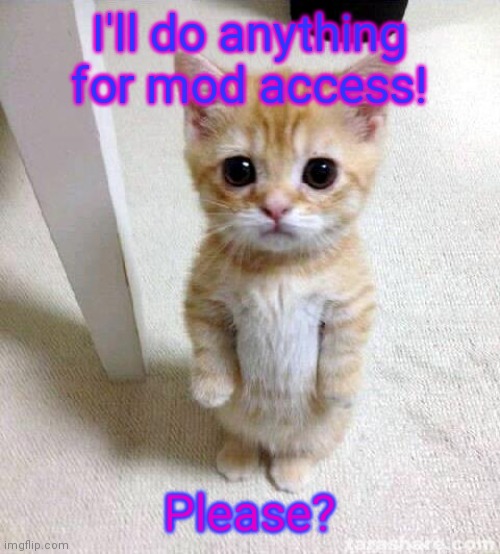 I'll do anything!!!!! | I'll do anything for mod access! Please? | image tagged in memes,cute cat | made w/ Imgflip meme maker