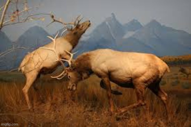fighting moose | image tagged in fighting moose | made w/ Imgflip meme maker