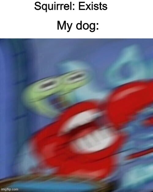 Mr krabs blur | Squirrel: Exists; My dog: | image tagged in mr krabs blur | made w/ Imgflip meme maker