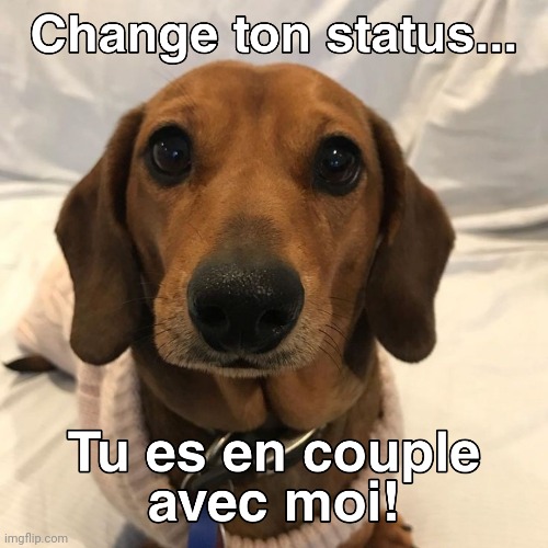 Change ton status | image tagged in funny dogs | made w/ Imgflip meme maker
