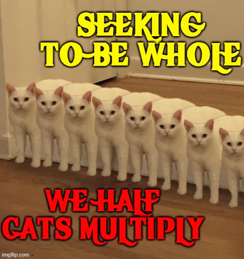 Go forth and Multiply... Well, Add, Subtract & Divide, too | SEEKING TO BE WHOLE; WE HALF CATS MULTIPLY | image tagged in vince vance,cats,white cat,photoshop,cute kitten,funny gifs | made w/ Imgflip meme maker