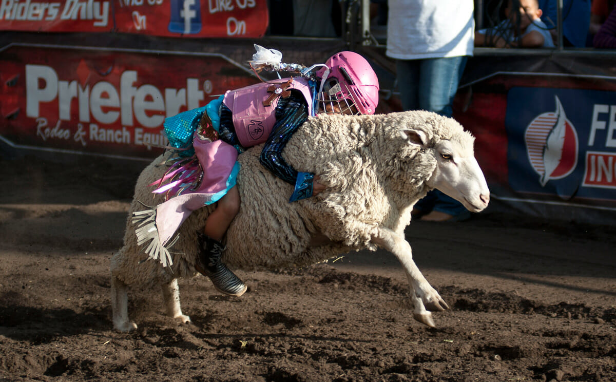 High Quality Mutton busting Blank Meme Template