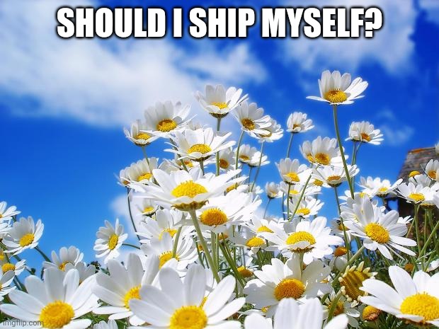 spring daisy flowers | SHOULD I SHIP MYSELF? | image tagged in spring daisy flowers | made w/ Imgflip meme maker