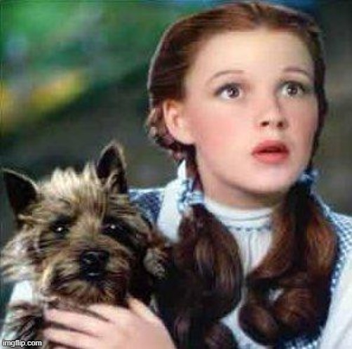 dorothy | image tagged in dorothy | made w/ Imgflip meme maker