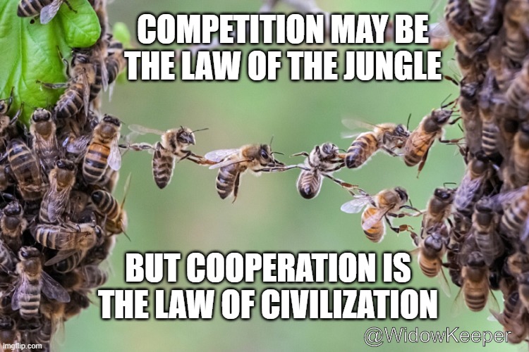 Cooperation, Civilization, and the Honey Bee | COMPETITION MAY BE THE LAW OF THE JUNGLE; BUT COOPERATION IS THE LAW OF CIVILIZATION; @WidowKeeper | image tagged in cooperation,civilization,honey bee,bees | made w/ Imgflip meme maker