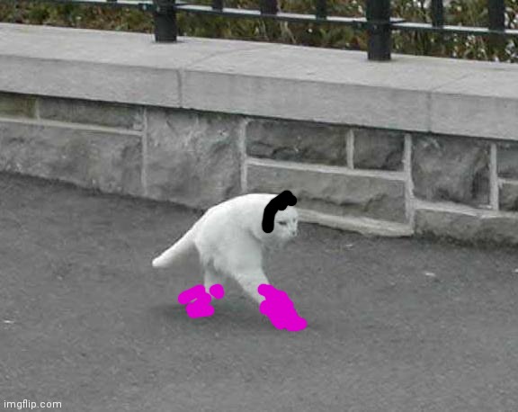 Half cat | image tagged in half cat | made w/ Imgflip meme maker