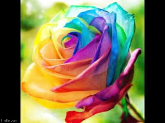 Rainbow flower | image tagged in cool,wow | made w/ Imgflip meme maker