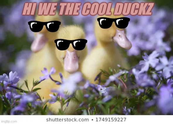 The Cool Duckz |  HI WE THE COOL DUCKZ | image tagged in funny,cute,cool | made w/ Imgflip meme maker