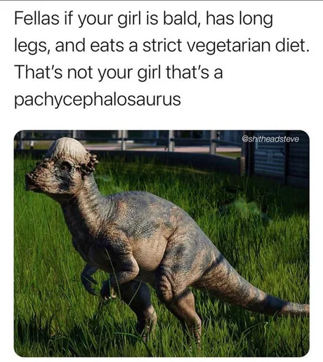 High Quality pachycephalosaurus Blank Meme Template