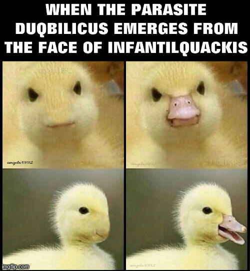 image tagged in duck,parasite,bird,animal,face,duckling | made w/ Imgflip meme maker