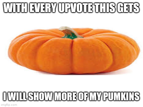 Blank White Template | WITH EVERY UPVOTE THIS GETS; I WILL SHOW MORE OF MY PUMKINS | image tagged in upvote begging,begging for upvotes,beggar,begging | made w/ Imgflip meme maker