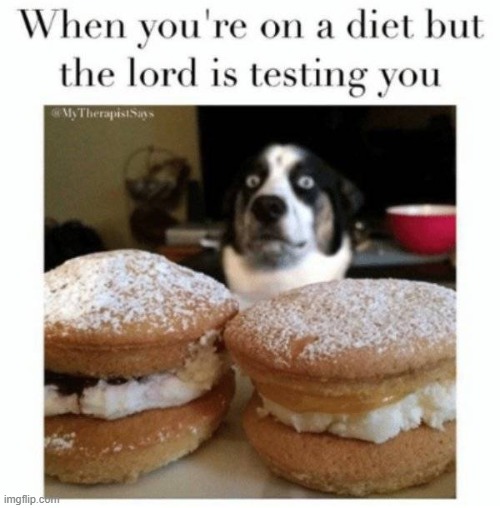 oml-why is this me | image tagged in dogs,memes,fun,food memes,funny dogs,funny animals | made w/ Imgflip meme maker
