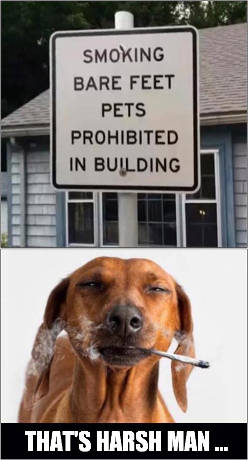 Mellow Dog Not Happy | THAT'S HARSH MAN ... | image tagged in stupid signs,smoking,dogs | made w/ Imgflip meme maker