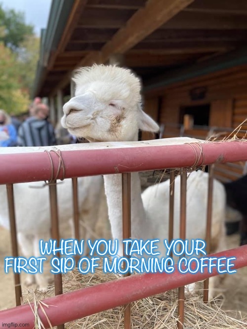 Alpaca coffee | WHEN YOU TAKE YOUR FIRST SIP OF MORNING COFFEE | image tagged in ali | made w/ Imgflip meme maker