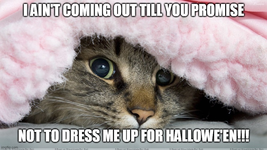 Do not dress up cat | I AIN'T COMING OUT TILL YOU PROMISE; NOT TO DRESS ME UP FOR HALLOWE'EN!!! | image tagged in cat in blanket,halloween,costume,cat | made w/ Imgflip meme maker